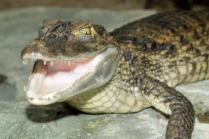 caimans-main-types.jpg